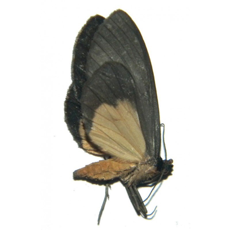Lobocraspeda latefascia