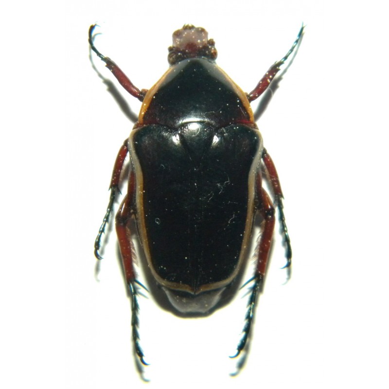 Pantolia flavomarginata