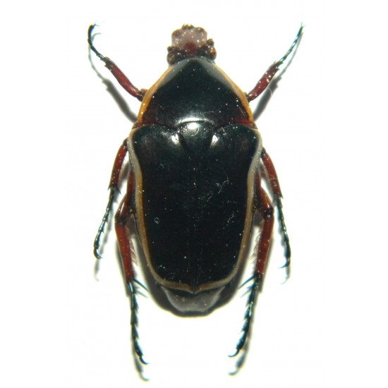 Pantolia flavomarginata