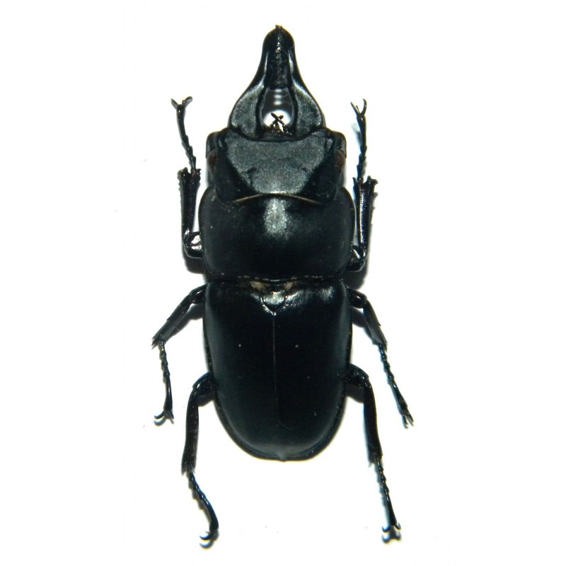Prosopocoilus Serricornis (35-44mm)