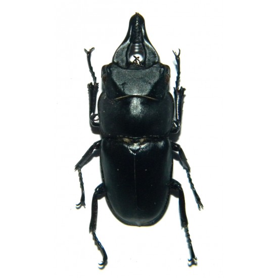 Prosopocoilus Serricornis (35-44mm)