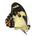 Papilio euchenor naucles