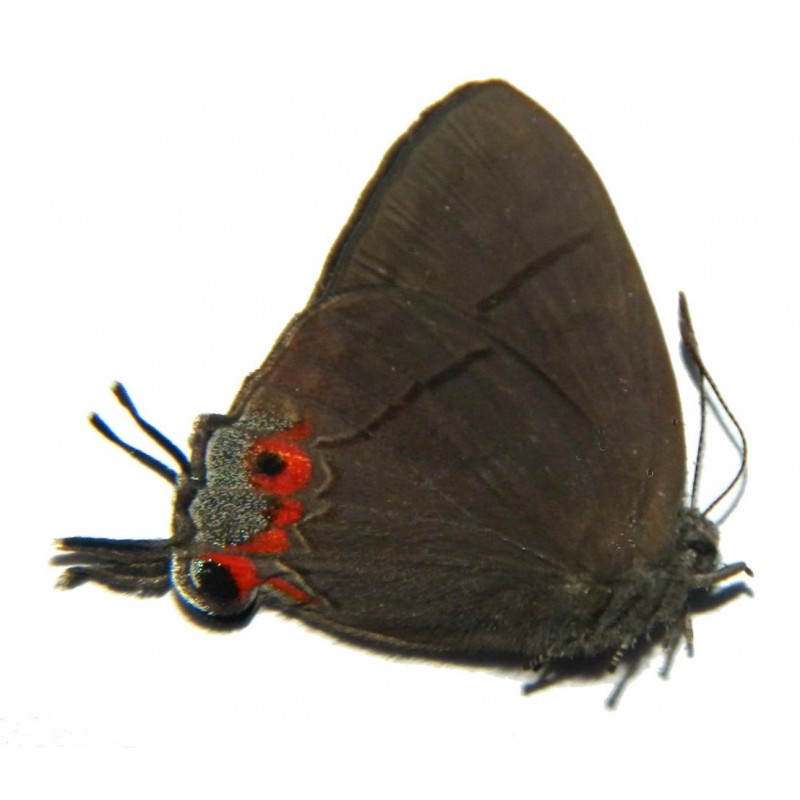 Tajuria discalis