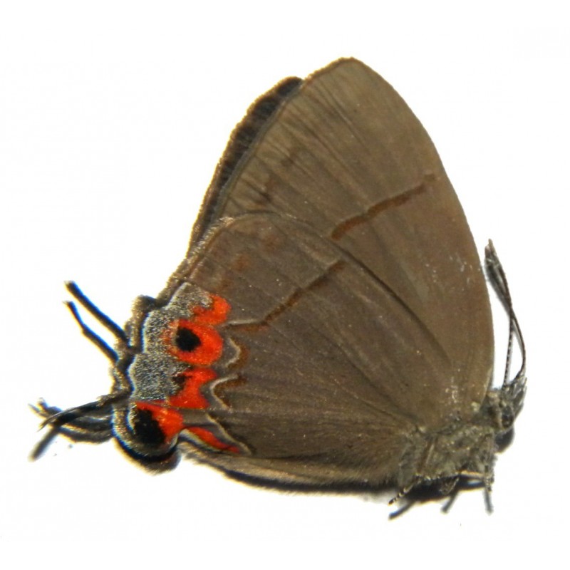 Tajuria discalis