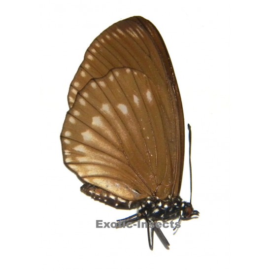 Euripus nyctelius javanus