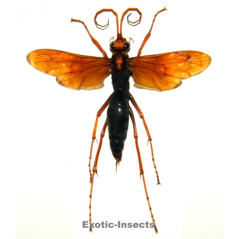 Hemipepsis sp.02 (40-49mm)