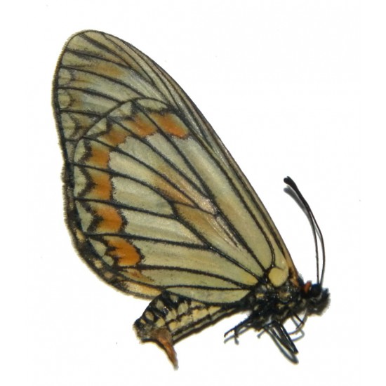 Acraea issoria narona