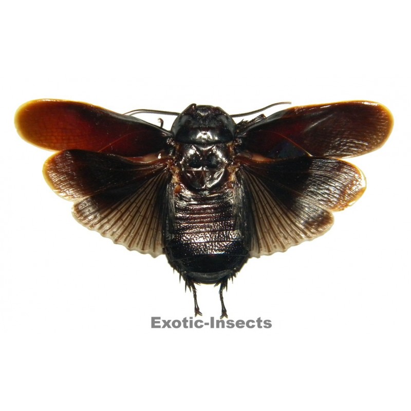 Panesthia angustipennis angustipennis
