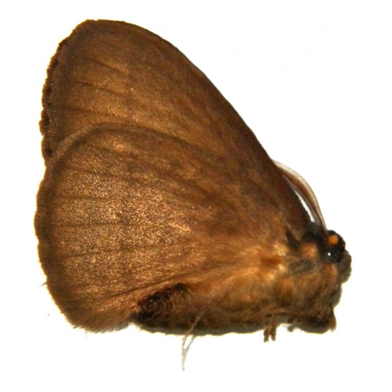 Eupterotidae sp.02