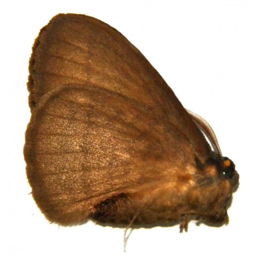 Eupterotidae sp.02