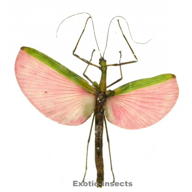 Marmessoidea sp.01 ABERRATION