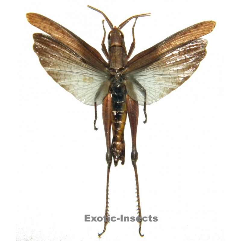 Orthoptera sp.68