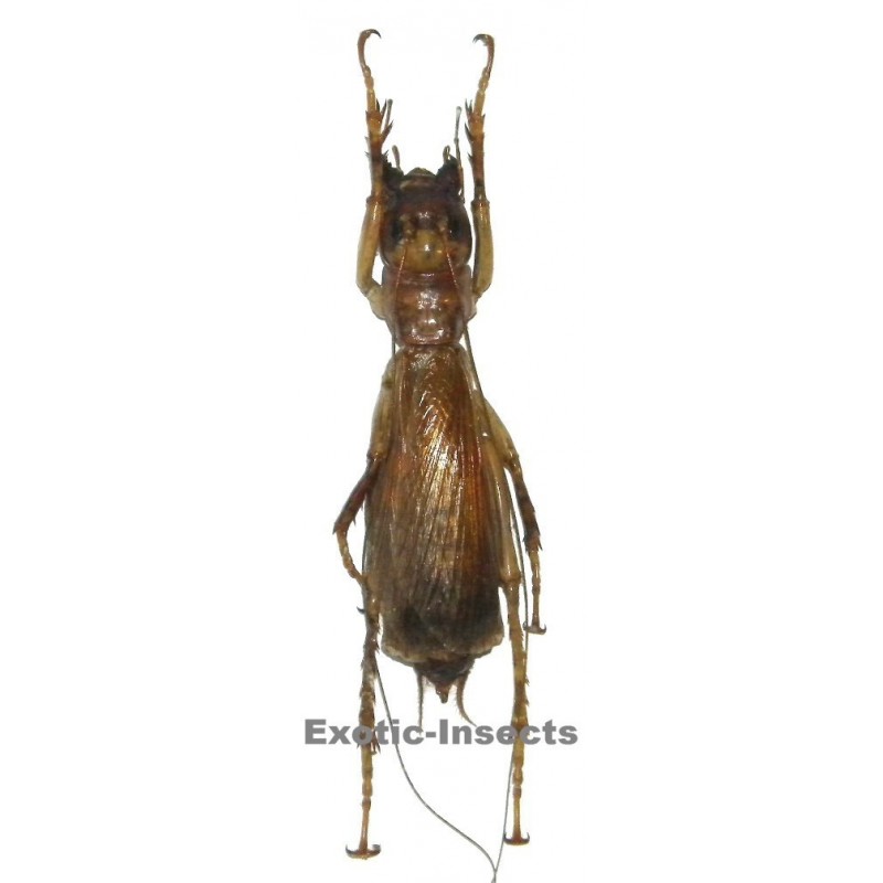 Sia ferox