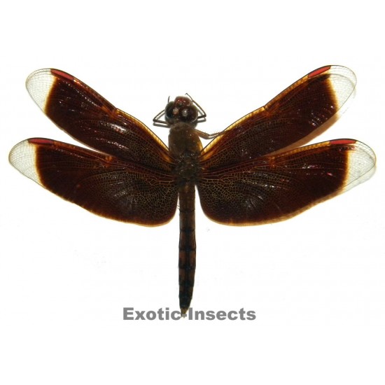 Neurothemis ramburii  DARK FORM