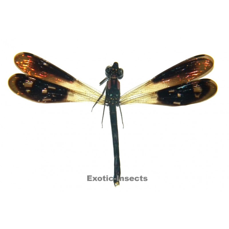 Heliocypha fenestrata