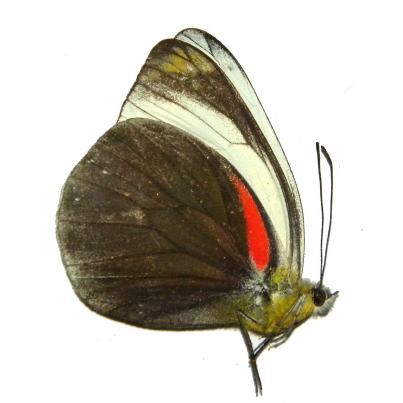 Delias dohertyi dohertyi