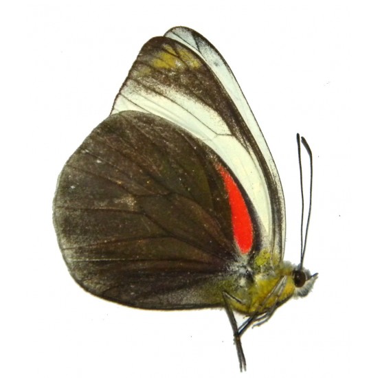 Delias dohertyi dohertyi