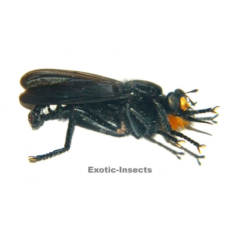 Asilidae sp.02