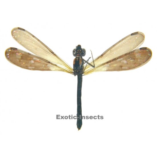 Heliocypha fenestrata  LIGHT FORM