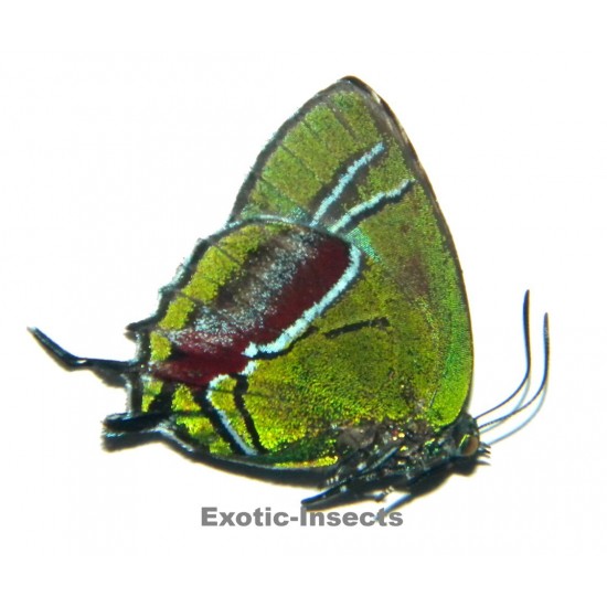 Evenus sp.01