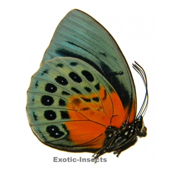 Agrias beatifica lachaumei YELLOW FORM