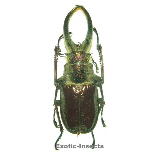 Sphaenognathus feisthameli (70-74mm)