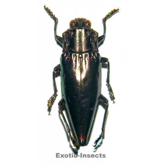 Cyphogastra angulicollis