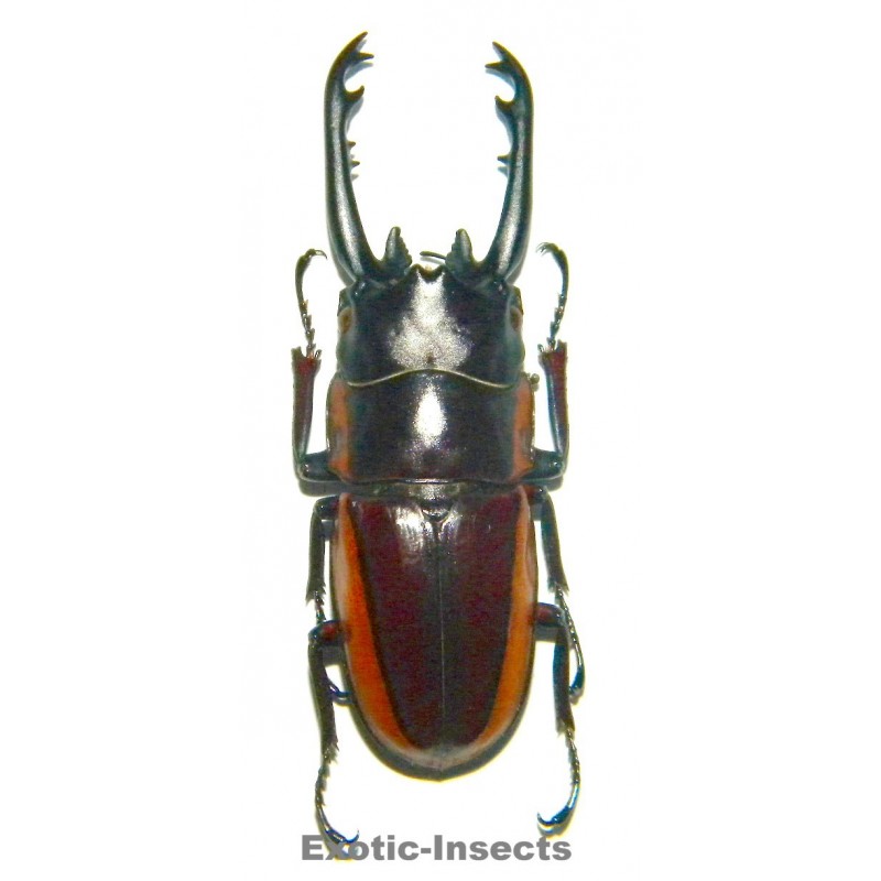 Prosopocoilus bison magnificus  (30-39mm)