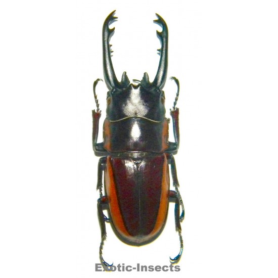 Prosopocoilus bison magnificus  (30-39mm)