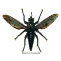 Asilidae sp.03