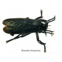 Asilidae sp.03