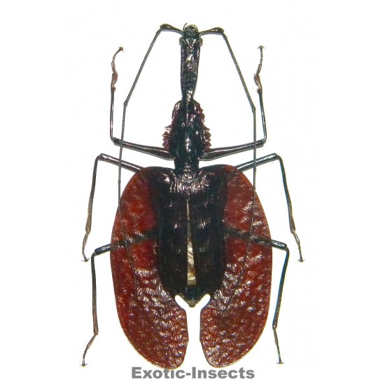 Mormolyce phyllodes phyllodes