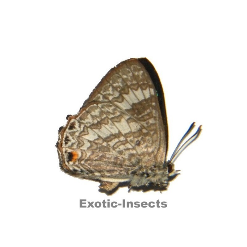 Poritia fruhstorferi
