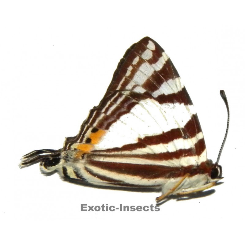 Dodona aponata nicevillei