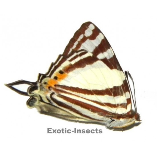 Dodona aponata nicevillei