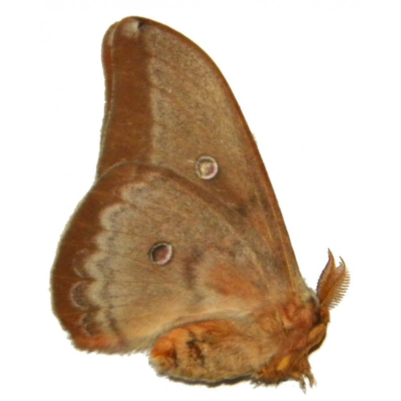 Opodiphthera venusta