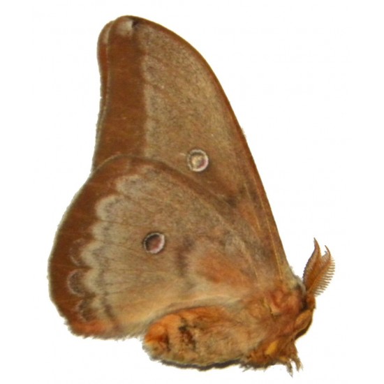 Opodiphthera venusta