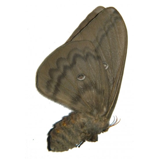 Opodiphthera venusta