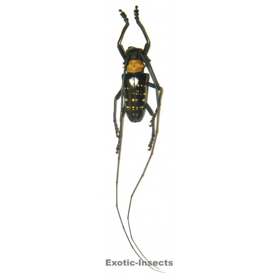 Nemophas helleri (25-29mm)
