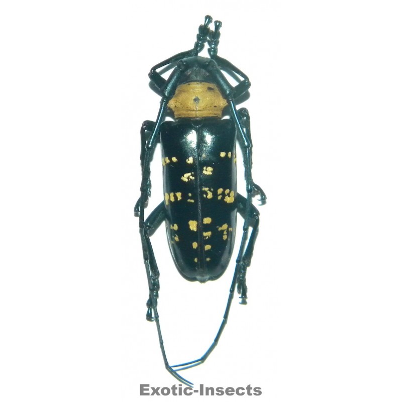 Nemophas helleri (35-39mm)