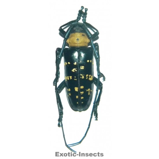 Nemophas helleri (35-39mm)