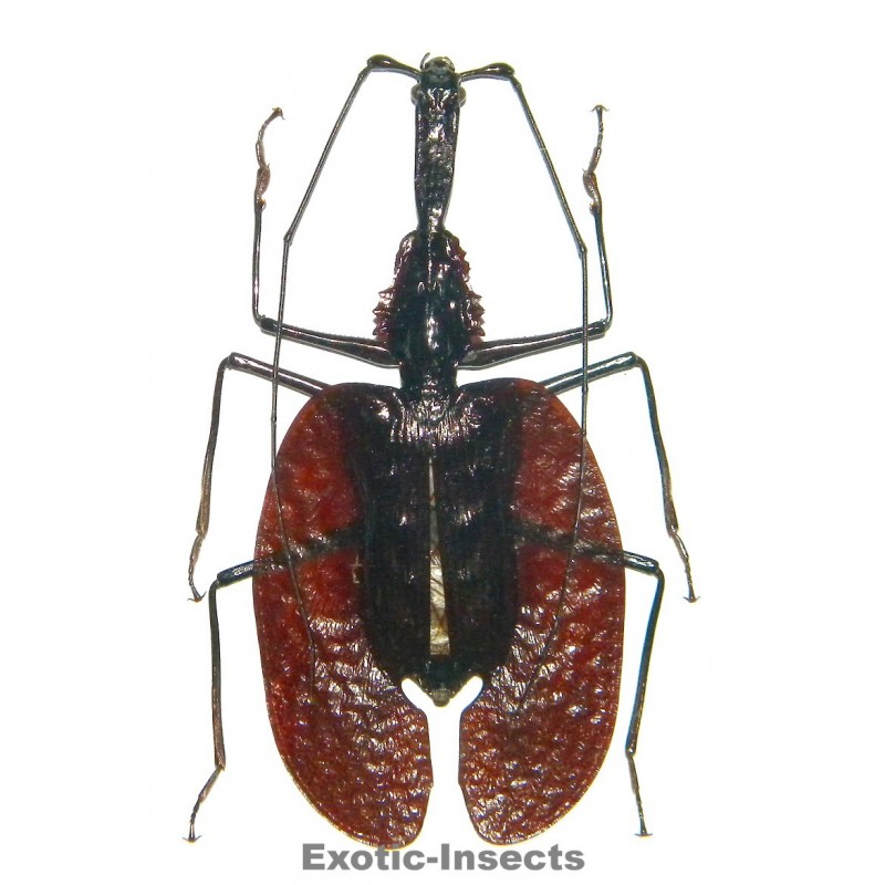 Mormolyce phyllodes phyllodes