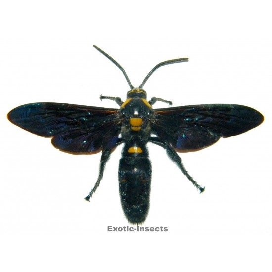 Megascolia procer (60-74mm)