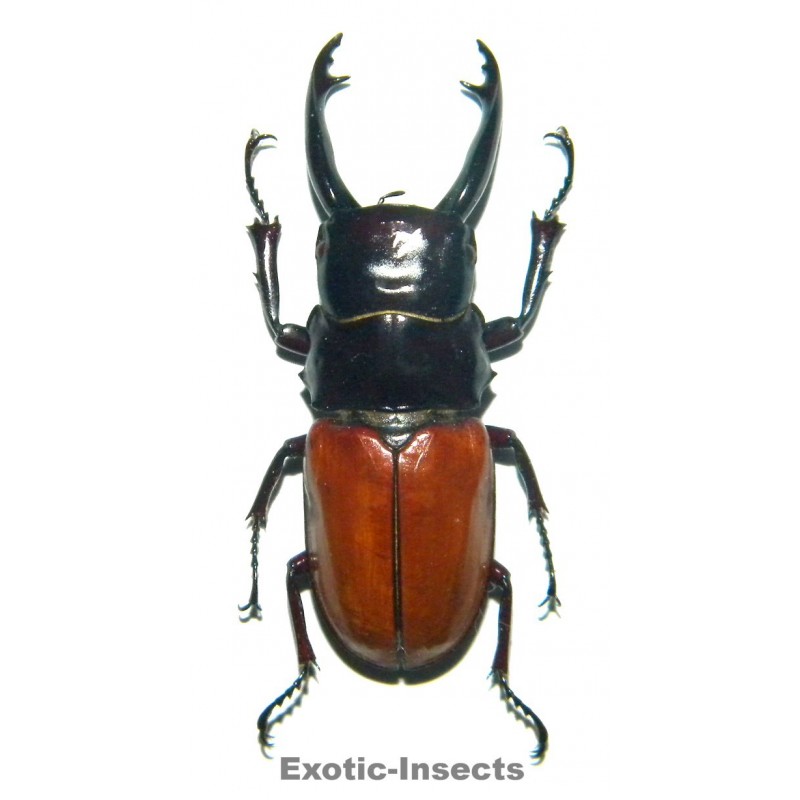Odontolabis sarasinorum (40-44mm)