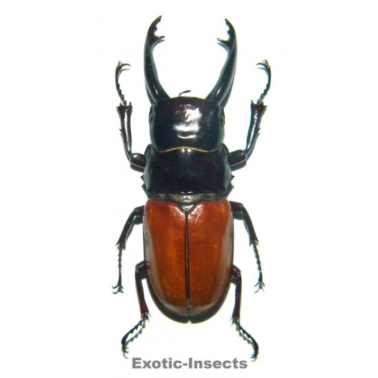 Odontolabis sarasinorum (40-44mm)