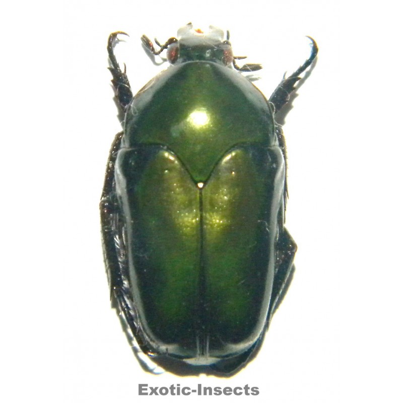 Ischiopsopha gestroi