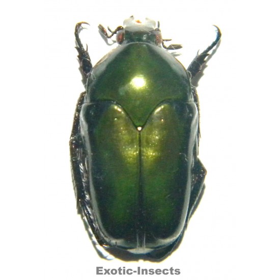 Ischiopsopha gestroi