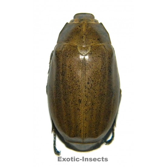 Lepidiota stigma  BROWN FORM