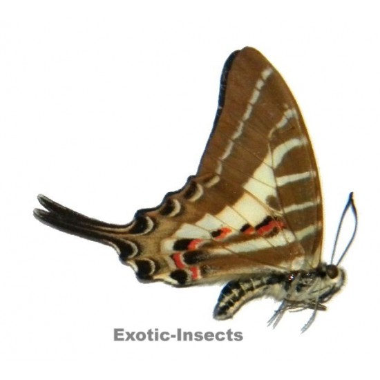 Pathysa aristeus palasarinus