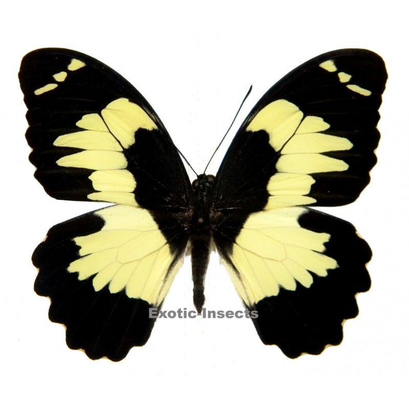 Papilio euchenor naucles